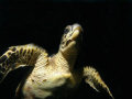   Young Hawksbill  